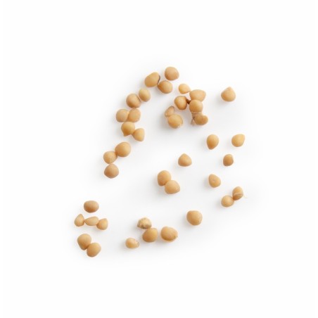 Graines Figuier Ficus Carica - Radis et Capucine