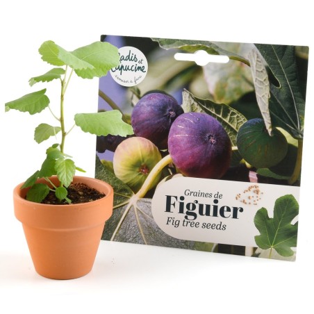 Graines Figuier Ficus Carica - Radis et Capucine