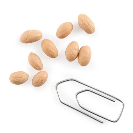 Graines Olivier de Grèce - Radis et capucine