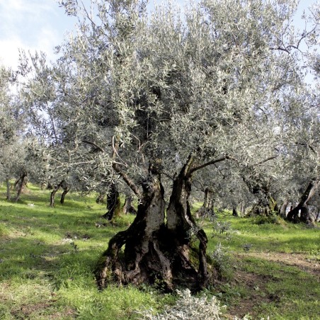 Graines Olivier de Grèce - Radis et capucine