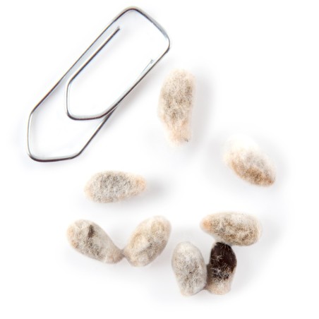 Graines Cotonnier de Louisiane - Radis et Capucine