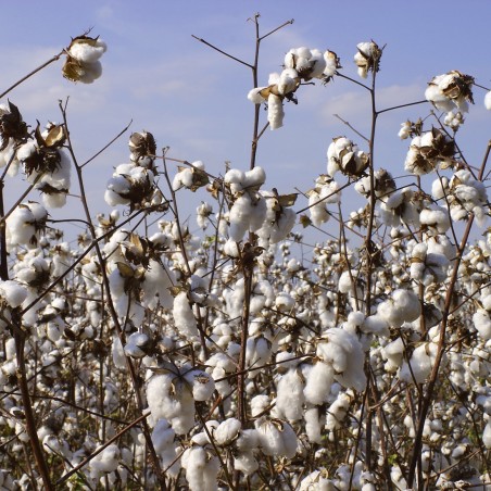 Graines Cotonnier de Louisiane - Radis et Capucine