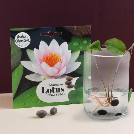 Graines Lotus Rose Nymphéa - Radis et Capucine