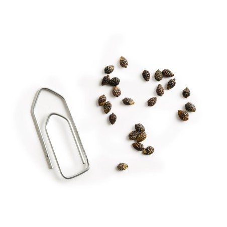 Graines Fruit de la Passion - Radis et Capucine