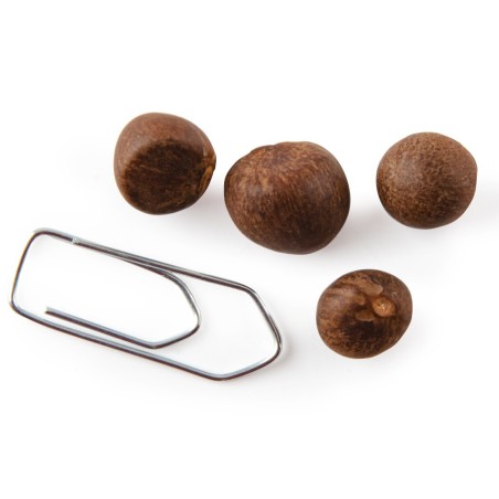 Graines Théier de Chine - Radis et Capucine