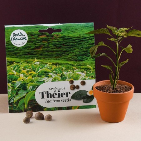 Graines Théier de Chine - Radis et Capucine