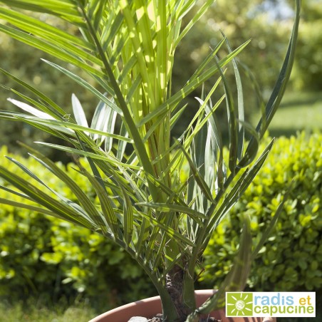 Graines Palmier des Canaries - Radis et Capucine