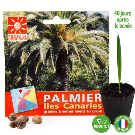 Graines Palmier des Canaries - Radis et Capucine