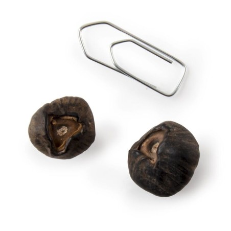 Graines Bananier de Côte d'Ivoire - Radis et Capucine