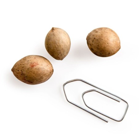 Graines Ginkgo Biloba de Chine - Radis et Capucine