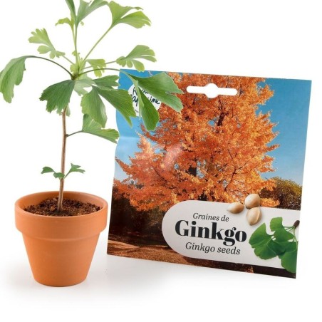 Graines Ginkgo Biloba de Chine - Radis et Capucine