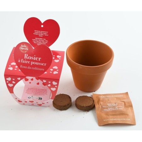 Amour Pot Terre cuite 8cm Rosier - Radis et Capucine