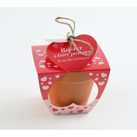 Amour Pot Terre cuite 8cm Rosier - Radis et Capucine