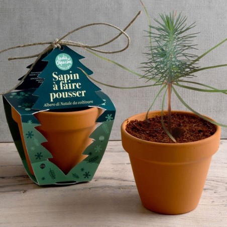 Noël Pot Terre cuite 8cm Epicéa - Radis et Capucine