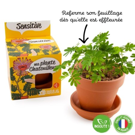Kit Mimosa Pudica - Radis et Capucine