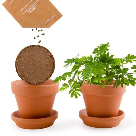 Kit Mimosa Pudica - Radis et Capucine