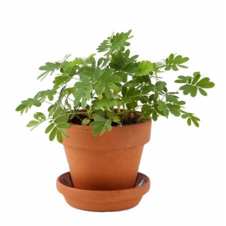 Kit Mimosa Pudica - Radis et Capucine