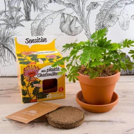 Kit Mimosa Pudica - Radis et Capucine