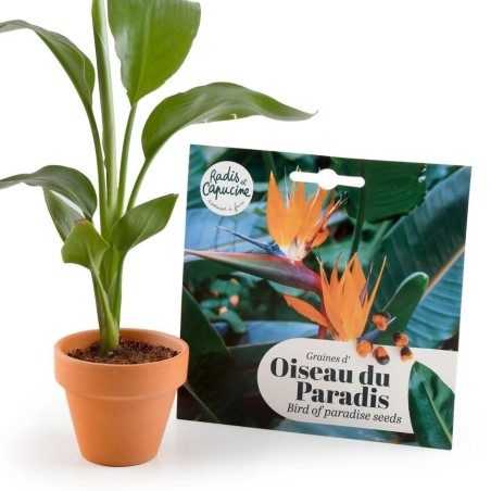 Graines Oiseau du Paradis Strelitzia - Radis et Capucine