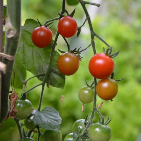 Mini Kit Tomates Cerises Bio - Radis et Capucine