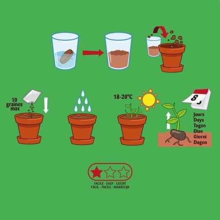 Mini Kit Basilic Bio - Radis et Capucine