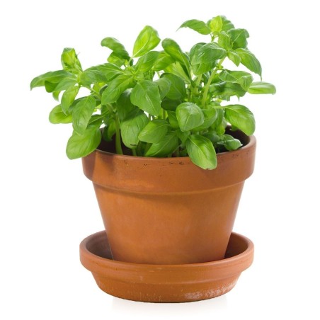Mini Kit Basilic Bio - Radis et Capucine