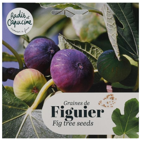 Graines Figuier Ficus Carica - Radis et Capucine