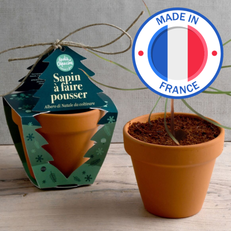 Noël Pot Terre cuite 8cm Epicéa - Radis et Capucine