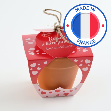 Amour Pot Terre cuite 8cm Rosier - Radis et Capucine