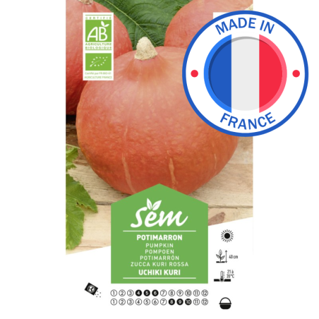 Graines Potimarron Uchiki Kuri Bio