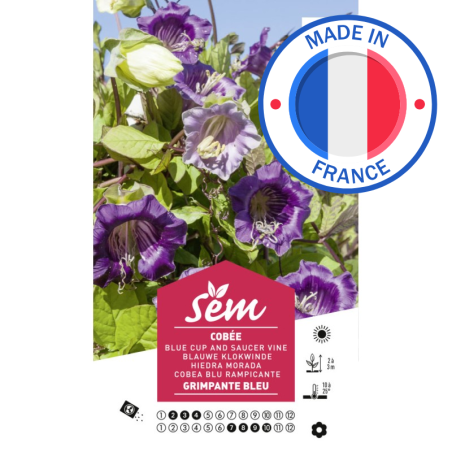 Graines Cobée Grimpante Bleue