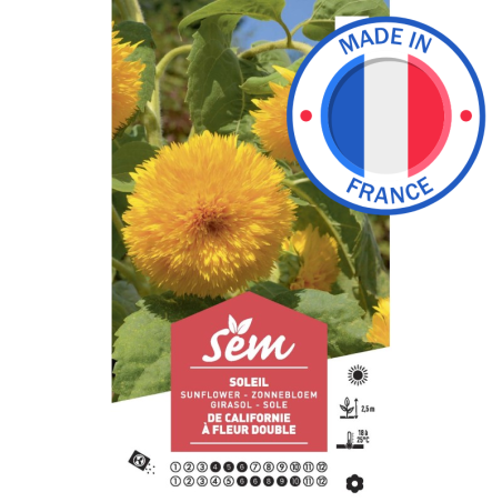 Graines Soleil de Californie