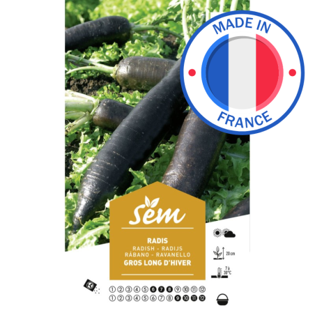 Graines Radis Noir Gros Long d'Hiver