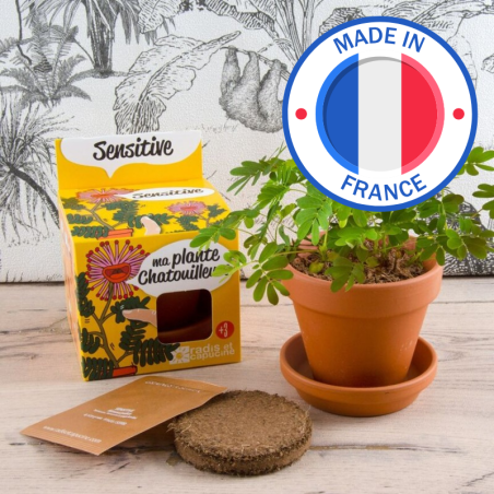 Kit Mimosa Pudica - Radis et Capucine