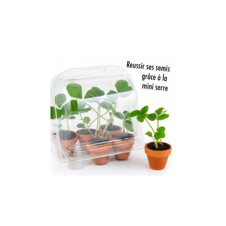 Mini Serre Plastique Graines de Fraisiers - Radis et Capucine
