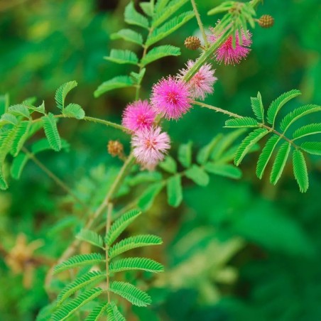 Graines Mimosa Pudica du Brésil - Radis et Capucine