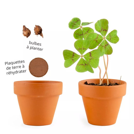 Mini Kit 6 cm Terre Cuite Trèfle 4 Feuilles - Radis et Capucine