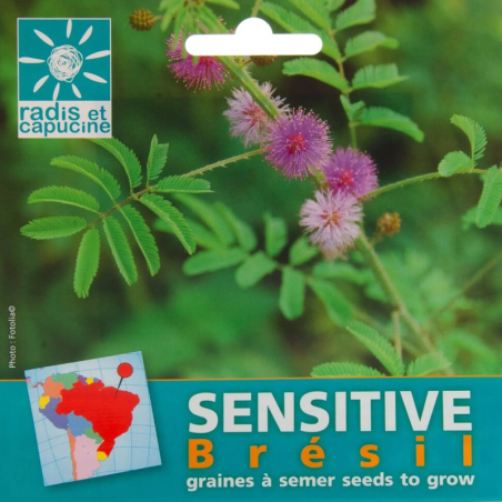 Graines Mimosa Pudica du Brésil - Radis et Capucine