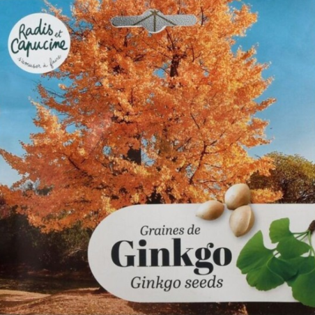 Graines Ginkgo Biloba de Chine - Radis et Capucine