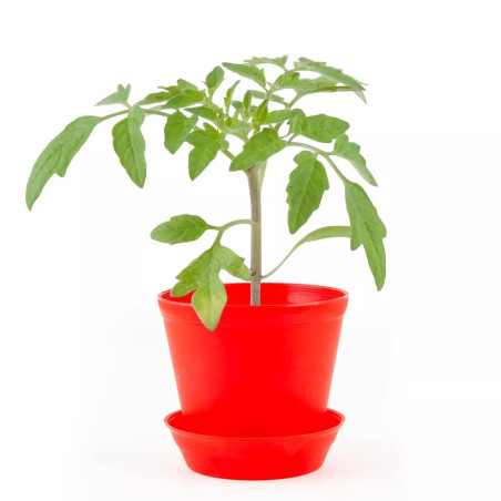 Pot Cloche Tomate Cerise Bio - Radis et Capucine