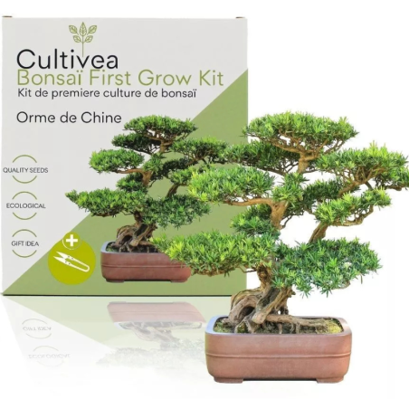 Kit Bonsaï Orme de Chine avec Graines & Accessoires - Cultivea