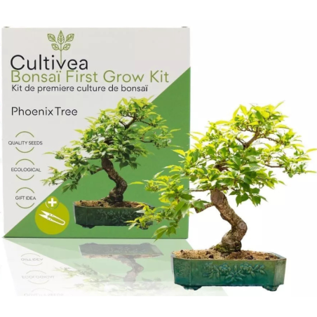 Kit Bonsaï Phoenix Tree avec Graines & Accessoires - Cultivea