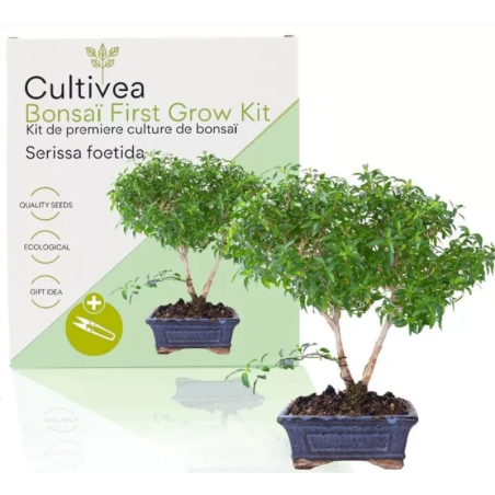 Kit Bonsaï Serissa Foetida avec Graines & Accessoires - Cultivea