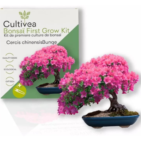 Kit Bonsaï Cercis Chinesis avec Graines & Accessoires - Cultivea