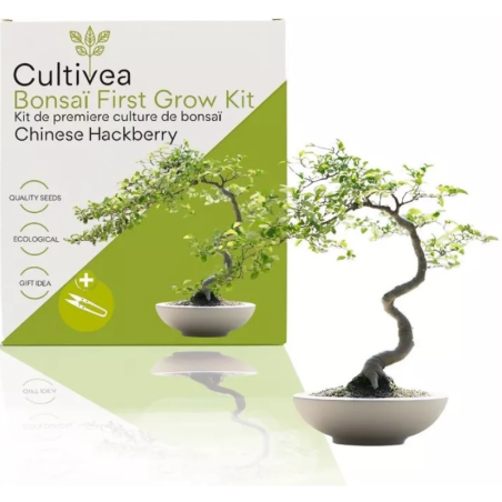 Kit Bonsaï Chinese Hackberry avec Graines & Accessoires - Cultivea