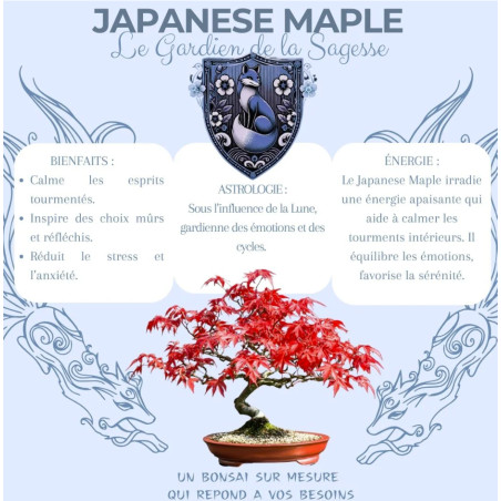 Kit Bonsaï Japanese Maple avec Graines & Accessoires - Cultivea