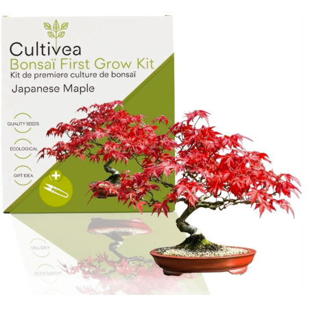 Kit Bonsaï Japanese Maple avec Graines & Accessoires - Cultivea