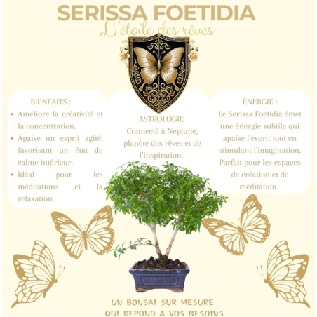 Kit Bonsaï Serissa Foetida avec Graines & Accessoires - Cultivea
