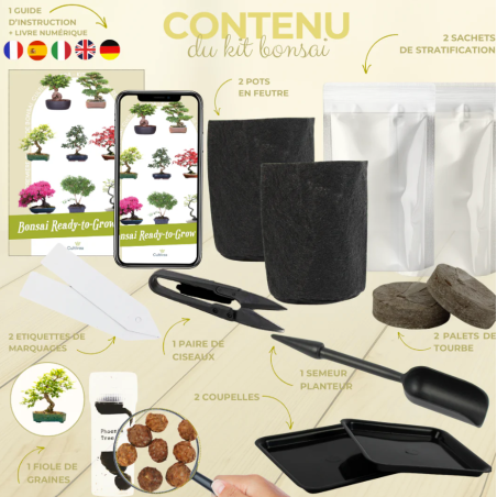 Kit Bonsaï Phoenix Tree avec Graines & Accessoires - Cultivea
