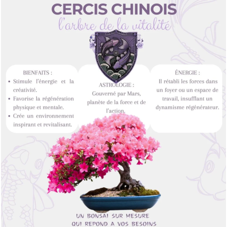 Kit Bonsaï Cercis Chinesis avec Graines & Accessoires - Cultivea